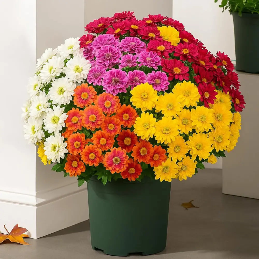 🌼户外人造落日菊 - 防紫外线，防水，防风