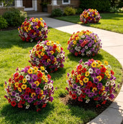 🔥 Last Day Sale Price - Turn Your Garden Into a Colorful Paradise