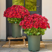 🌼Artificial Outdoor Sunset Mums Flowers - UV resistant, Waterproof, Windproof